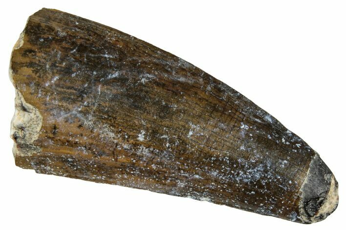 Megalosaurid Dinosaur (Afrovenator) Tooth - Niger #241141